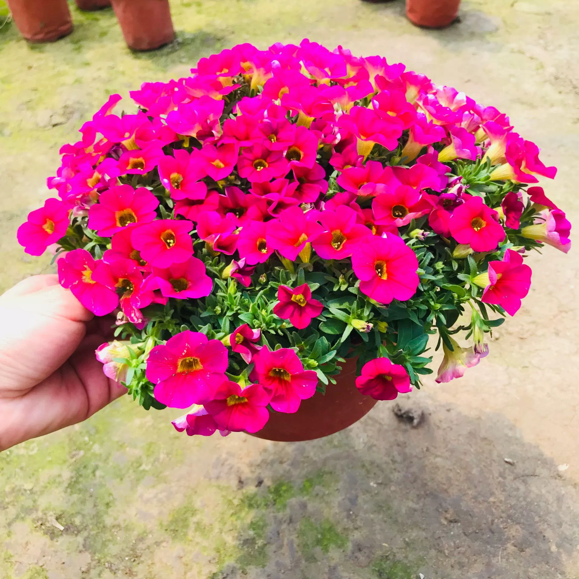 Миллион Xiaoling цветы в горшках Петуния танец весенние цветы крытый балкон двор висит легко выращивать цветы зеленые растения оптом