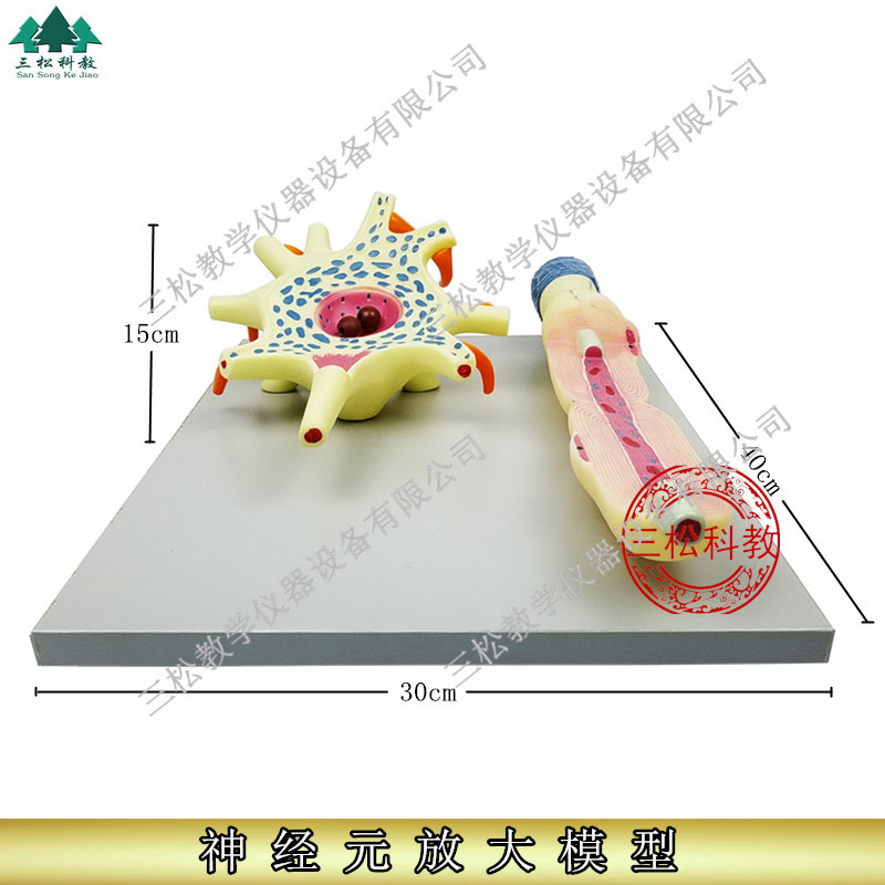 神经元放大模型 神经元胞体和神经纤维结构放大模型 神经细胞模型