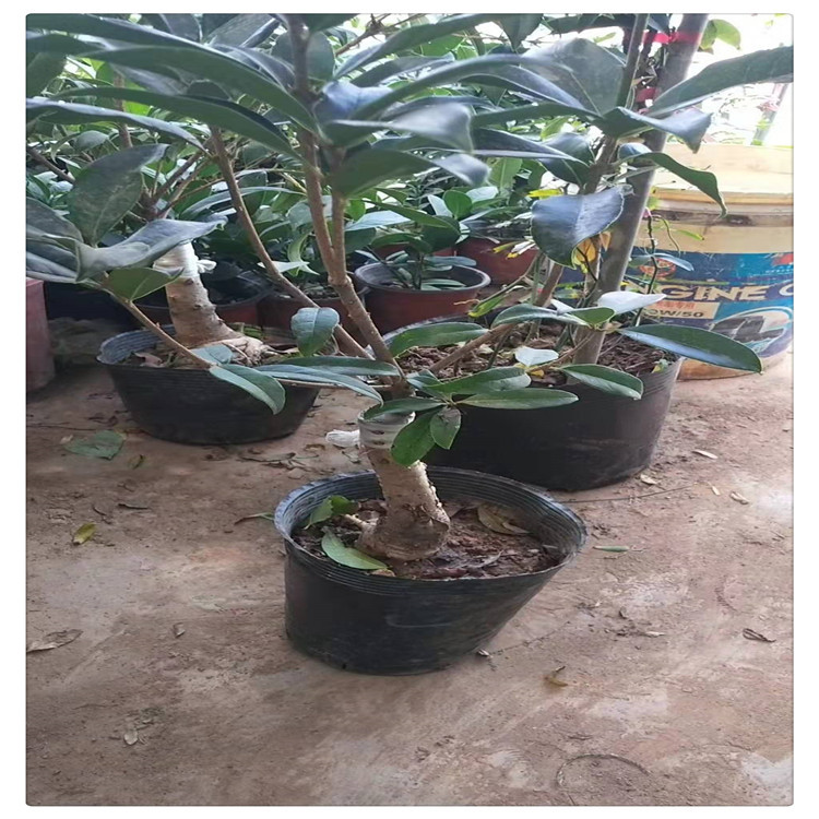 微信图片_20191014105601