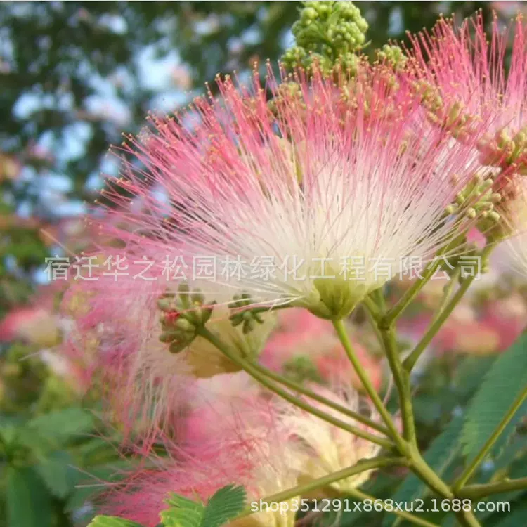 树形饱满街道绿化用合欢树苗开花乔木绒花树现挖植物