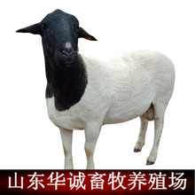 杜泊綿羊羊羔 杜寒雜交羊烏骨羊胡羊 育肥肉羊苗活羊改良肉羊種羊