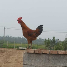 散养鸡出售 散养鸡出售品牌 图片 价格 散养鸡出售批发 阿里巴巴