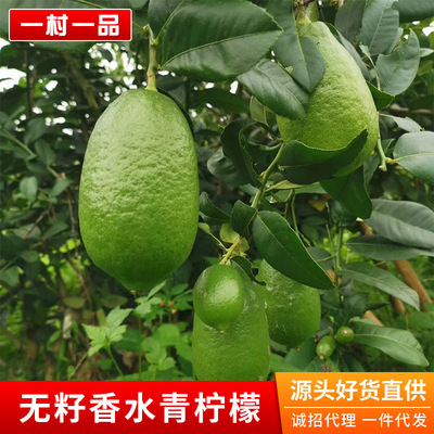 Guangdong Four seasons Seedless Perfume lemon Taiwan Green lemon Flood damage fresh wholesale Milk tea shop 5