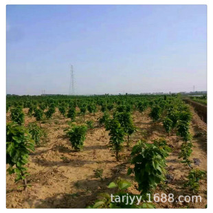 ���l���� ������ �S�� �t�� ���� ������Ҙ������r��