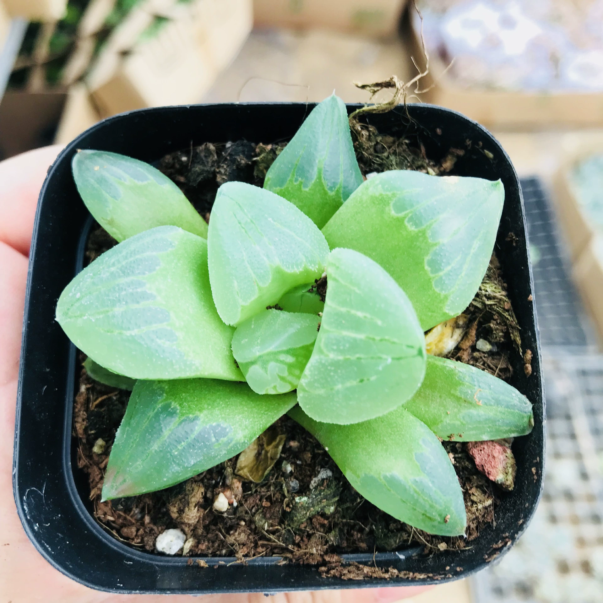 Двенадцать рулонов суккулентов Юлу Комбинация комнатных суккулентных цветов Формальдегид Поглощающий ледяной город Суккулентное растение