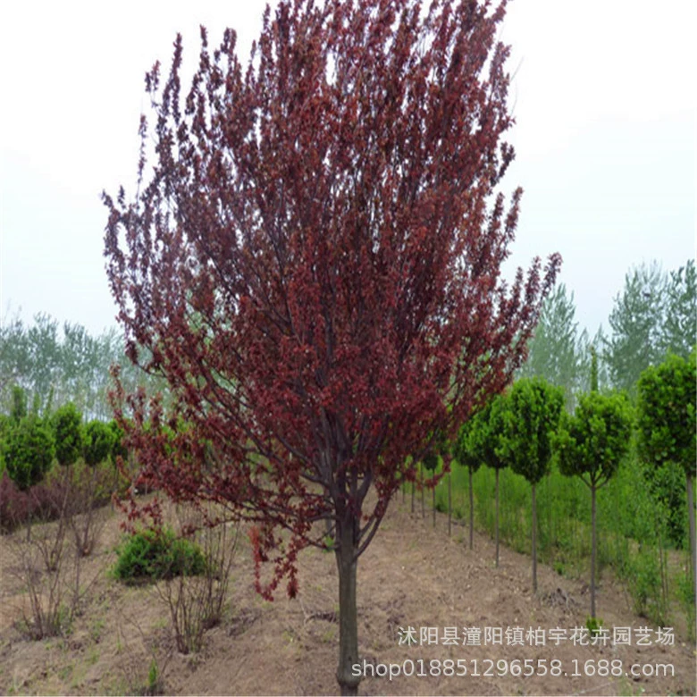 Быстрорастущий саженец сливы с фиолетовыми листьями Саженец Красной сливы Суд саженец с фиолетовыми листьями саженец сливы морозостойкий уличный двор Вилла Озеленение саженца