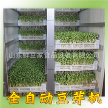 全自動芽苗菜機 100KG日產商用豆芽機 自動淋水加濕黃豆綠豆芽機