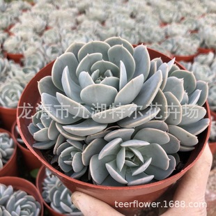 ����ʯɏ�� ���^Ⱥ�� ����Gֲ �k���� �̨Ȥζ����ֲ��