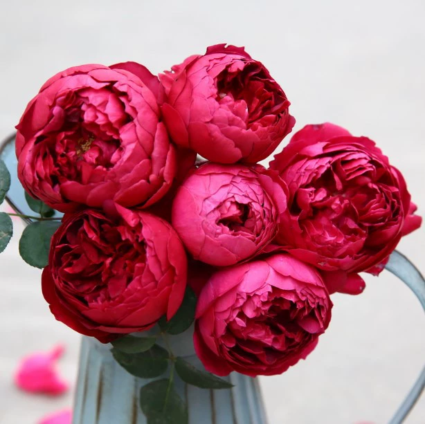 Кустарник на пару фаршированный булочка Роза осень Румяна ароматное балконное растение в горшке мультисезонное цветение цветок устойчивое к болезням наземное растение