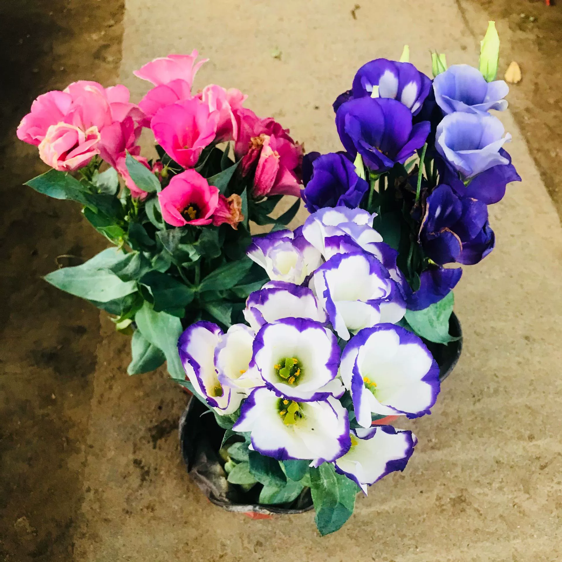 Продажа двойных цветов Platycodon Grandiflorum Four Seasons Цветущая гостиная балкон зеленые цветы с бутонами доставка Эустома Grandiflorum оптом