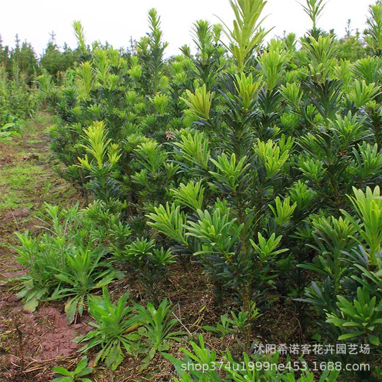 批发罗汉松树苗 庭院绿化观赏四季长青植物罗汉松盆栽 罗汉松小苗|ru