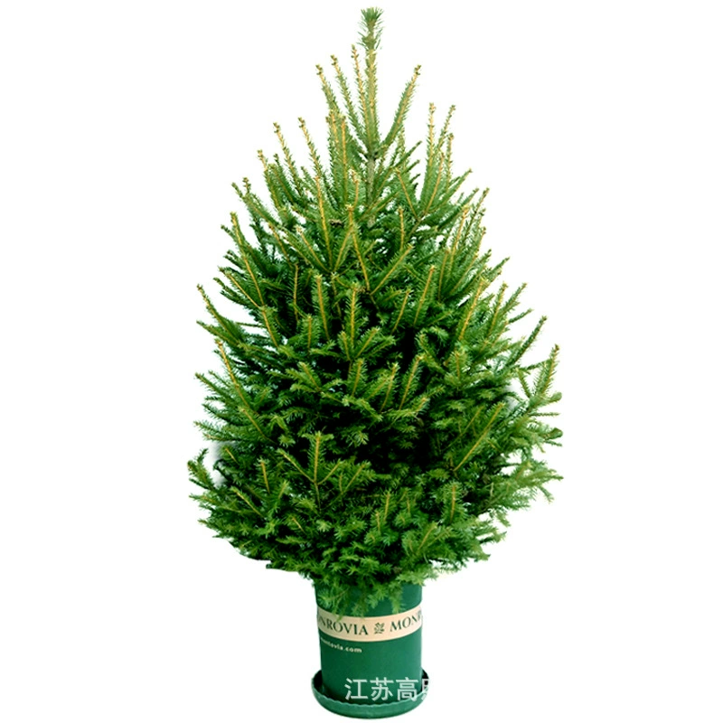 Рождественская елка Настоящее дерево Норвежская ель Настоящая Рождественская елка Живое дерево Доставка сосны