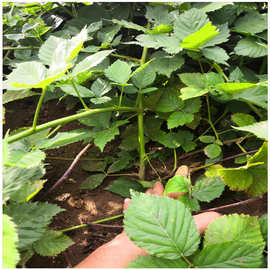 红树莓苗图片 北方红树莓种植 单季树莓 双季红树莓苗 覆盆子苗