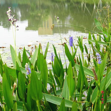 ˮ���������N�� ˮ����ˮɏ�� ������������ͦˮ�ݱ�ˮ��ֲ��N��