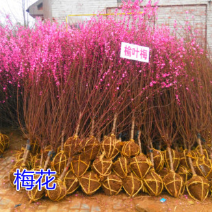 ÷������t÷�辰С�����~÷����÷�䘶ͥԺ�G������ֲ��