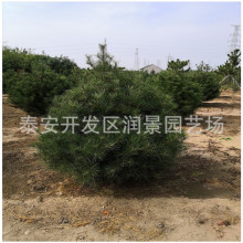 一米白皮松价格 2米3米4米5米白皮松树苗育苗基地