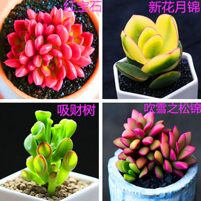 多肉 多肉植物 盆栽组合 桃蛋 玉露 红宝石 吉娃娃 绿植花卉园艺|ru