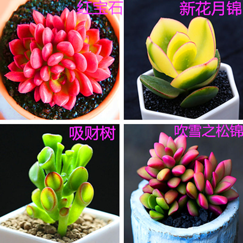 多肉 多肉植物 盆栽组合 桃蛋 玉露 红宝石 吉娃娃 绿植花卉园艺|ru