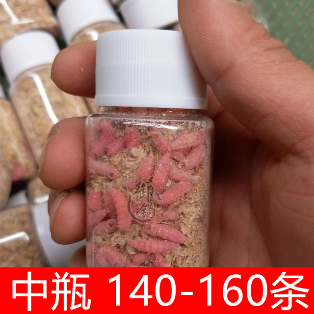钓鱼蛆虫活体鱼饵活蛆蛆牙子钓饵鲜活红色蛆虫瓶装包活中瓶装肉蛆 价格 厂家 哪里买 我有货 B 5yoho Cn