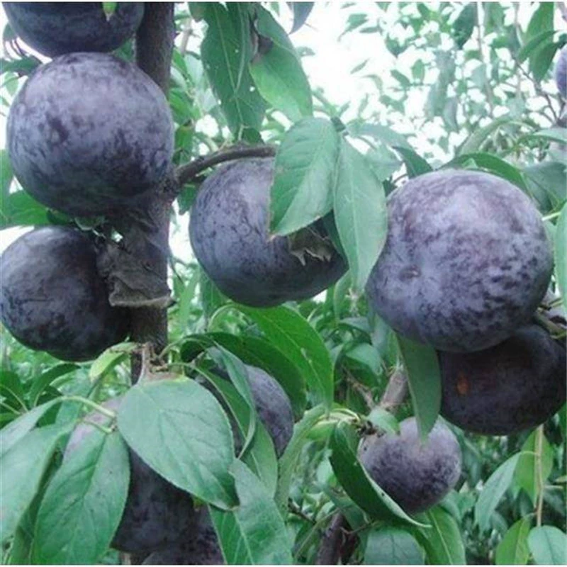 Рассада сливы Хрустящая Слива черная Булин прививка саженцев плодовых деревьев Рассада сливы высаживается на юге и севере года