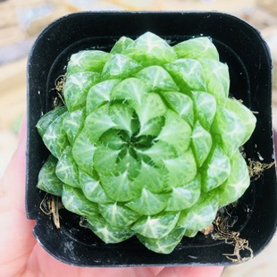 ˮ¶ֲN ȤζGֲ҃ȃ՚