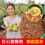 四川新鲜孕妇正宗弥猴桃