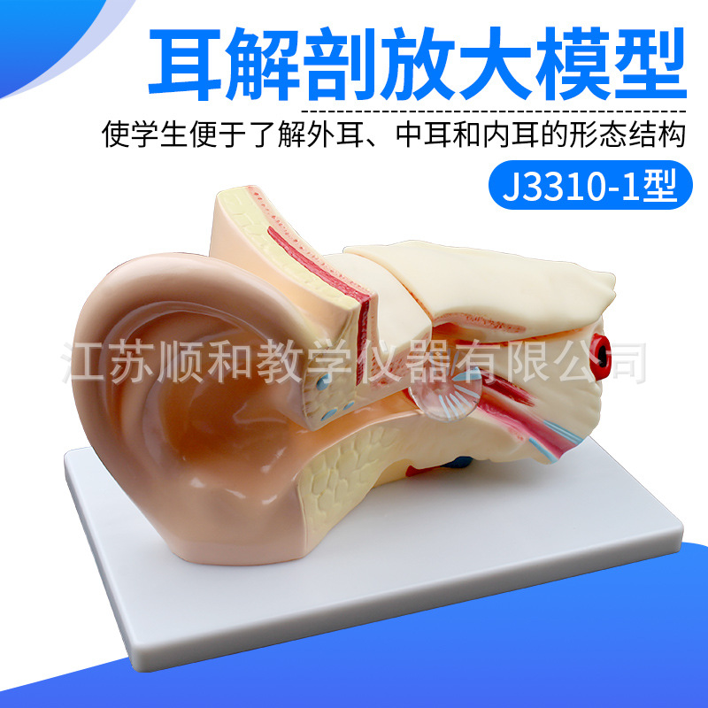 耳解剖放大模型J3310-1型耳朵形态结构模型初高中教学实验器材