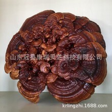 �ľ�`֥ �`֥�辰 �^�p�`֥�[�� ���`֥ ɽ�|�`֥�YƷ �`֥�b�