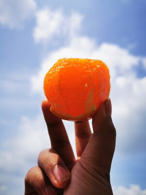 South Africa Mandarin Orange fresh Season fruit