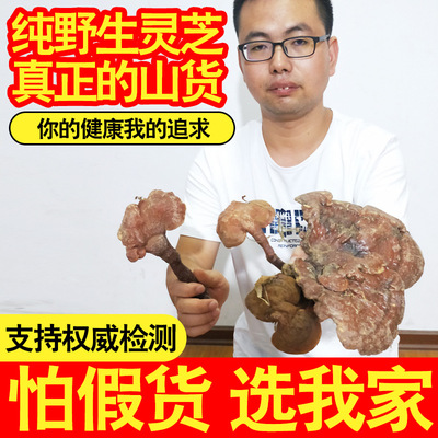 大别山赤灵芝大灵芝500克 整枝林芝赤芝粉正品深山林芝|ms