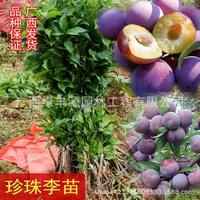 Base Fruit tree seedlings Direct selling Pearl Red Plum Plum seedling grafting Longtan Pearl Plums Sapling Then