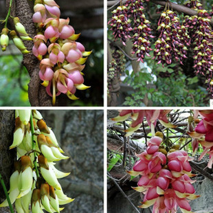 Vine Oil Hemp Vine Potted Seedlings Climbing Plant Potted Florals Climbing Vine Climbing Grass Seedlings