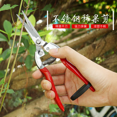Fruit-picking manufacturer stainless steel straight head thin fruit shears grape melon fruit and vegetable gardening pruning branch bud removal scissors