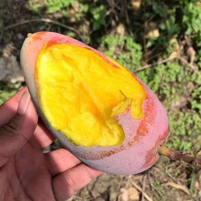 芒果海南贵妃芒应季水果新鲜红金龙一件代发非甜心芒小台农大青芒|ms