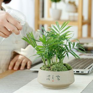 �͹Ŵ��ջ��脓���؟����⻨��͸���մ�ֲ���������⻨��֧�����l