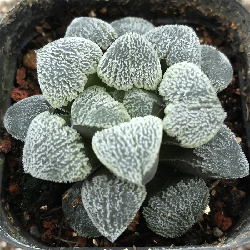 基地低价批发多肉植物十二卷属寿系列雪之礼雪之里 阿里巴巴