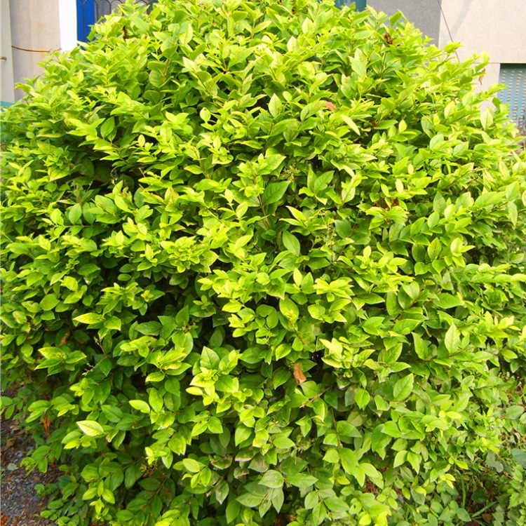 QQ截图20150709152745