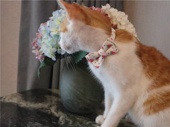 Aming pet collar for cats, summer style watermelon avocado cat bell collar, direct sales from the manufacturer