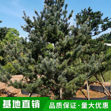 10~12���־�Ʒ��������� ��������� �@�־��^ �����G����