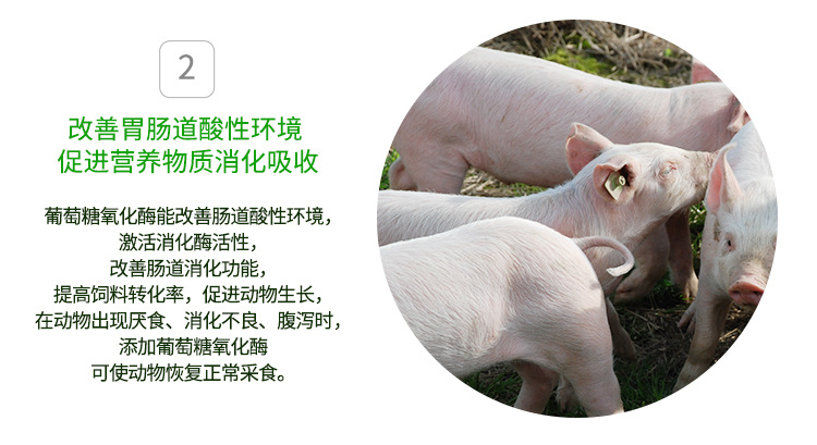 饮L葡萄糖氧化酶_04