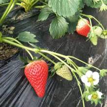 泰安基地出售各種品種大棚草莓苗南方種植根系好全明星草莓苗價格