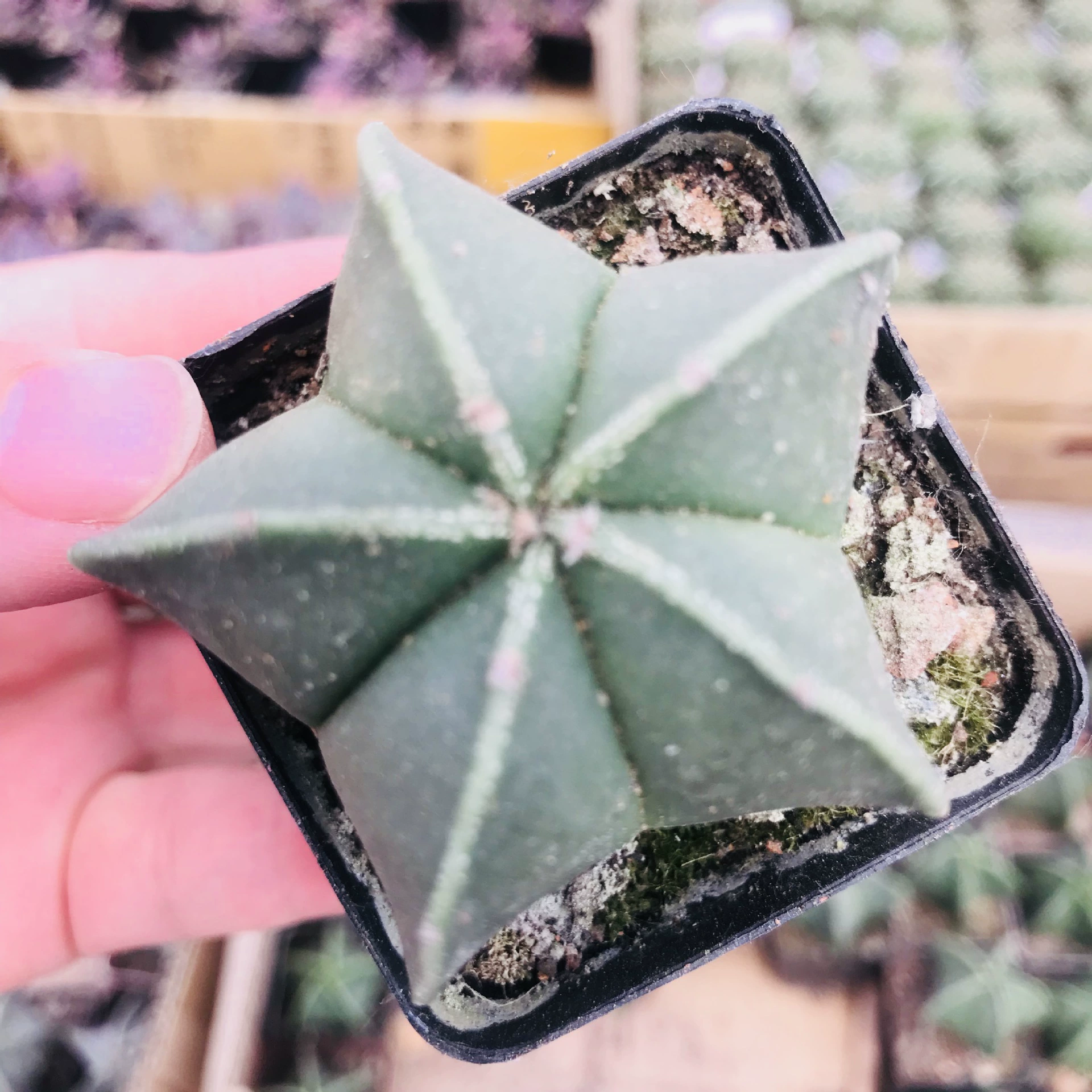 Luan Fengyu Fairy Ball Офисное растение в горшке Настольный впитывающий формальдегид Очищающий воздух Милая забавная Luan Fengyu