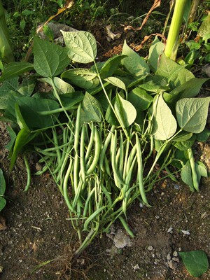 Dwarf Green beans seed Green beans 81-6 Professional Growing