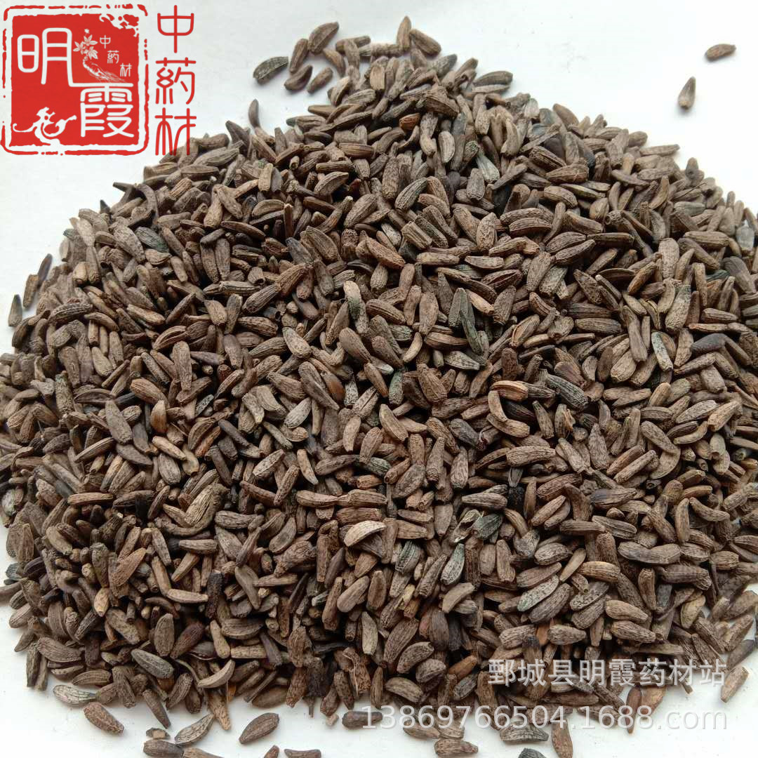 明霞药材【牛蒡子】1000克 批发零售供应中药材