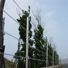 SֱIƬKP䓾Wֱl̾W KoƬ̽z