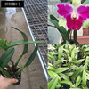 Base direct batch of orchid Dendrobium Dendrobium orchid European Star Wingxin 3 -inch potted buds and seedlings