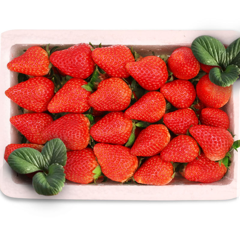 Base Season Season fresh selected Large fruit Creamy strawberry 3 pounds Gift box packaging Shunfeng