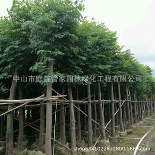 基地直销  宫粉紫荆 红花紫荆 羊蹄甲  乡村 厂区 庭院 绿化报价