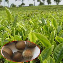 油茶种子大果红花油茶种子白花油茶 茶花山茶 茶树种子油茶树籽