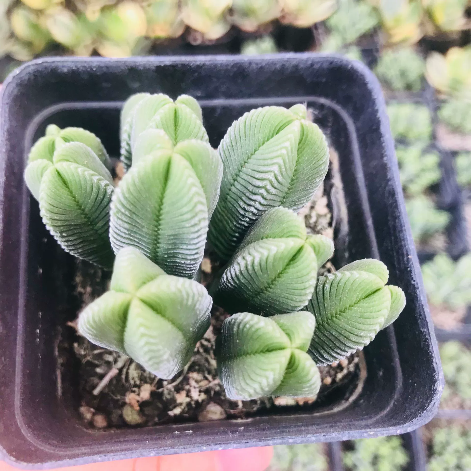 Оптовая мясистое растение Дхарма Зеленая Башня Пожалуйста, зафиксируйте Мясистую комбинацию цветов дракона в горшке для комнатных цветов Зеленая Башня с несколькими головками